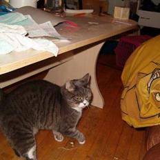 Blanding af racer Stacy *Død*