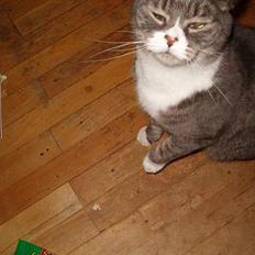 Blanding af racer Stacy *Død*