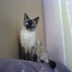 Blanding af racer Mitzy (Nancy) R.I.P