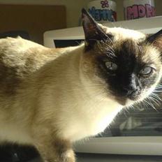 Blanding af racer Mitzy (Nancy) R.I.P