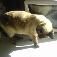 Blanding af racer Mitzy (Nancy) R.I.P