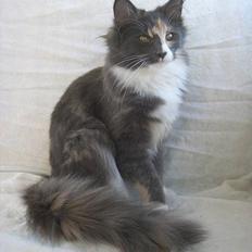 Norsk Skovkat Kvitfjell´s Sabine