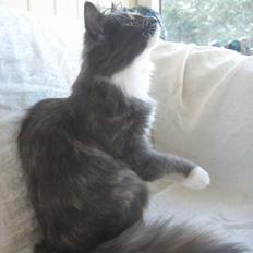 Norsk Skovkat Kvitfjell´s Sabine