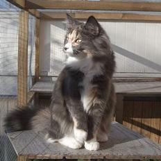 Norsk Skovkat Kvitfjell´s Sabine