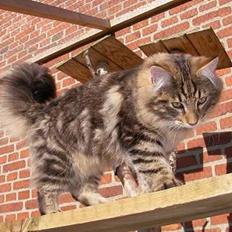 Norsk Skovkat N'Fodnaheia´s Kalo