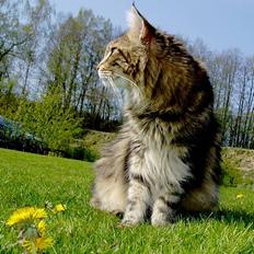 Maine Coon Ludvig.  R.I.P.