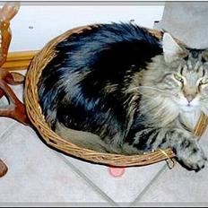 Maine Coon Ludvig.  R.I.P.