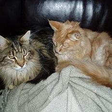 Maine Coon Ludvig.  R.I.P.