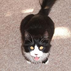 Norsk Skovkat Barneby R.i.p :'(