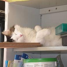 Blanding af racer Dalie