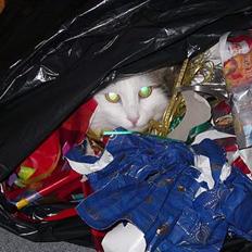 Blanding af racer Dalie