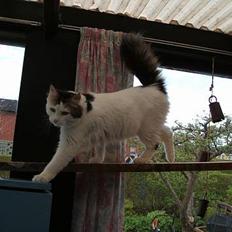 Blanding af racer Dalie