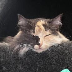 Blanding af racer picaso R.i.p