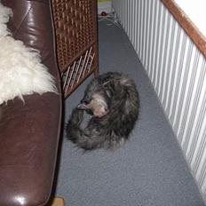 Blanding af racer picaso R.i.p