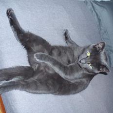 Blanding af racer Tom