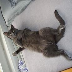 Blanding af racer Tom