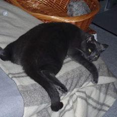 Blanding af racer Tom