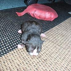 Blanding af racer KILLINGER