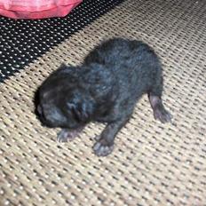 Blanding af racer KILLINGER