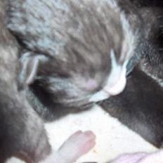 Blanding af racer KILLINGER