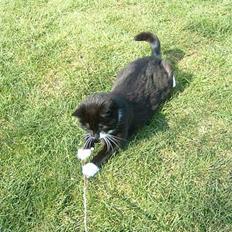 Blanding af racer Emma