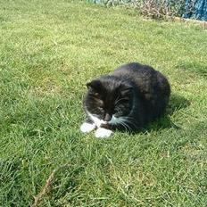 Blanding af racer Emma