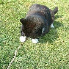 Blanding af racer Emma