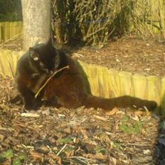 Huskat plet (NKH's kat)