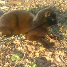 Huskat plet (NKH's kat)