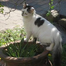 Norsk Skovkat Tulle <3 Forsvundet :´(