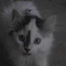 Norsk Skovkat Tulle <3 Forsvundet :´(