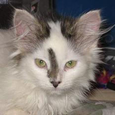 Norsk Skovkat Tulle <3 Forsvundet :´(