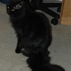 Tyrkisk Angora IP/SC Pirlanta'dan Black Devil
