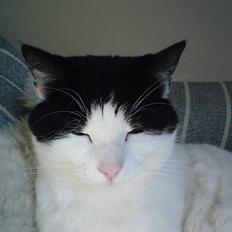 Blanding af racer Rosa FR <3