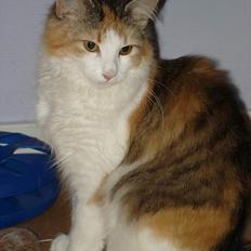 Norsk Skovkat Fruens Helena