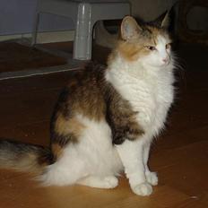 Norsk Skovkat Fruens Helena