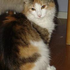 Norsk Skovkat Fruens Helena