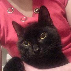 Huskat Mille (NKH's kat)