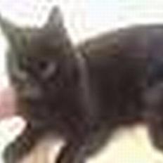 Huskat Mille (NKH's kat)