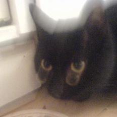 Huskat Mille (NKH's kat)