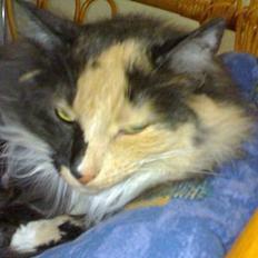 Blanding af racer picaso R.i.p