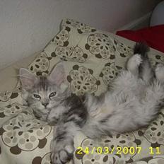 Maine Coon Ziya - R.I.P 7/12 2021 <3
