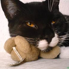 Blanding af racer - British shorthair :Nico