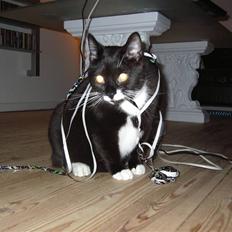 Blanding af racer - British shorthair :Nico