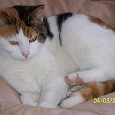 Huskat Mini - nu min mors kat