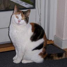 Huskat Mini - nu min mors kat