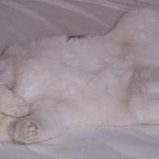 Huskat Mini - nu min mors kat