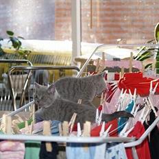 British Shorthair Fysse *RIP*