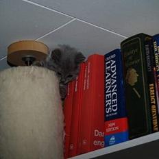 British Shorthair Fysse *RIP*