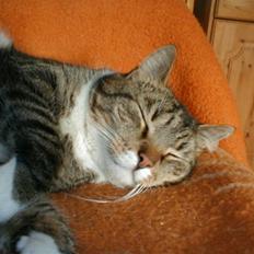 Blanding af racer Kylling